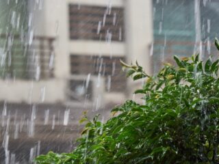 Heavy rain and wet tree outside the home in rainy season