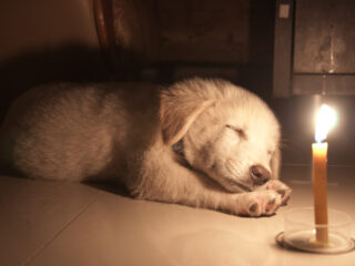 puppy and candle